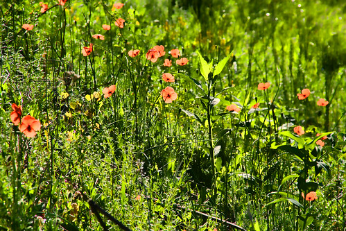 Poppies in a Meadow