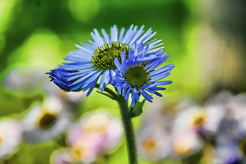 Asters in the Bokeh
