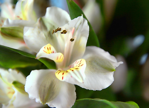 When Freesia Blossoms