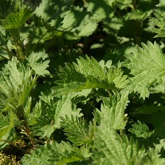 meine Brennesseln im Saft
