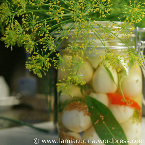 Cipolle 0_2010 07 17_8143_ed