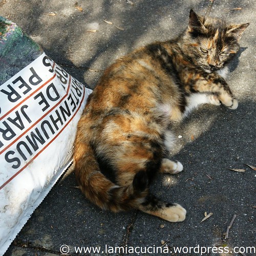 Gartenhumus 0_2011 03 25_3078