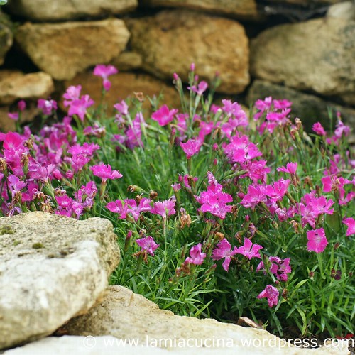 Landleben 8_2011 06 15_4261