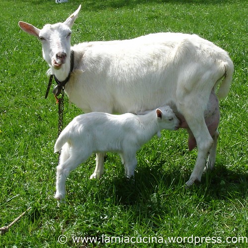 Landleben 9_2011 04 11_3288