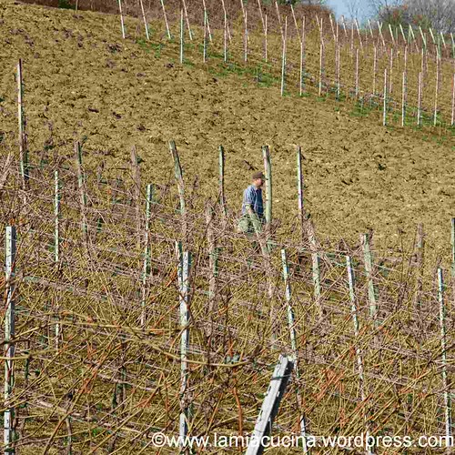 Riesling-Sylvaner 1_2012 03 01_3277
