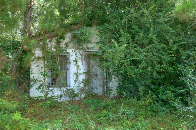An overgrown, abandoned store building surrounded by dense vegetation and trees.