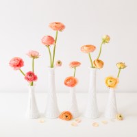 ALL ABOUT RANUNCULUS