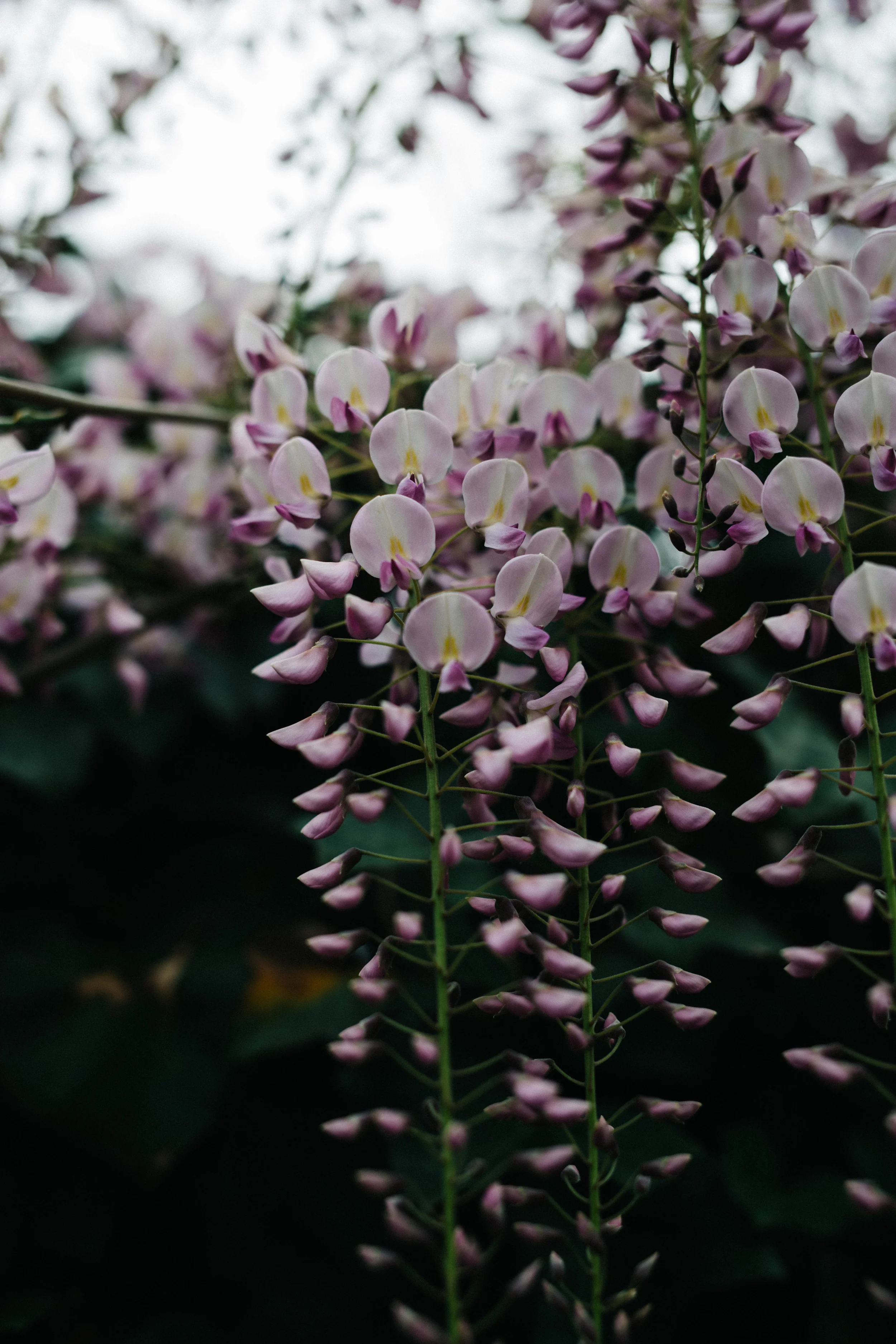 wisteria | dolly and oatmeal