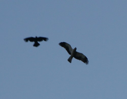 Águila calzada y chova