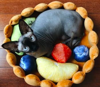 Hairless cat inside round tart-crust-shaped bed with removable fruit pillows