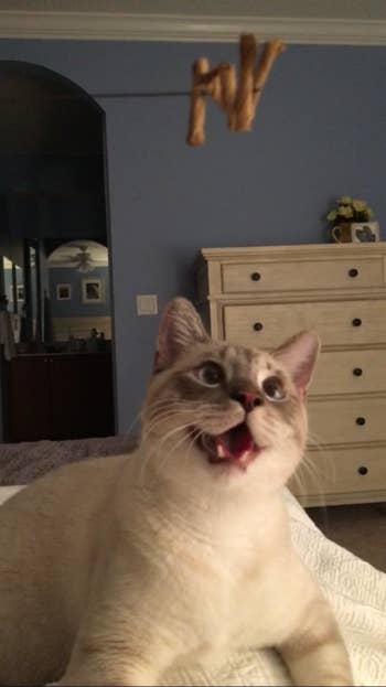 A cat reacting to a toy on a string
