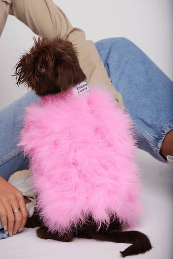 a small brown dog wearing the jumper in magenta