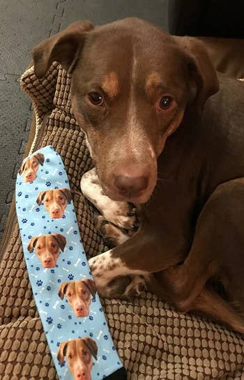 reviewer's dog next to socks with its face on them