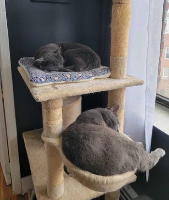 a cat sleeping on a level of the cat tree and another sleeping in a basket