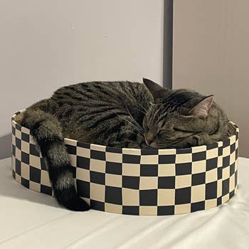 A tabby cat sleeps curled up in a checkered round bed