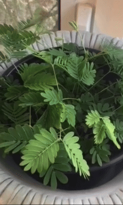 A close-up of a potted plant with delicate leaves that move when touched, showcased on a tabletop