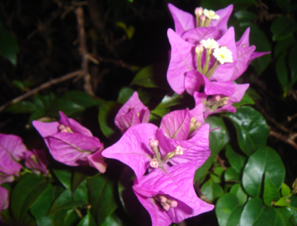 dsc00750-copy dsc00750-copy