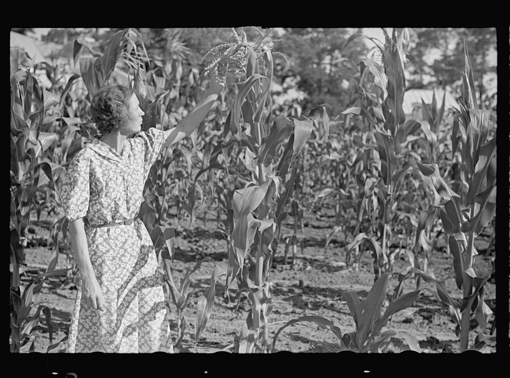 Ethel Pope Showing off Her Corn Photograph by John Vachon Courtesy Library of Congress Irwinville Farms GA Great Depression