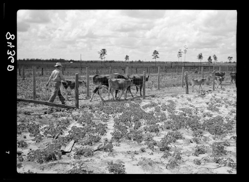 Chester Foster Driving Home His Cattle Irwinville Farms GA May 1938 Photograph by John Vachon Library of Congress Irwinville Farms Website 2014
