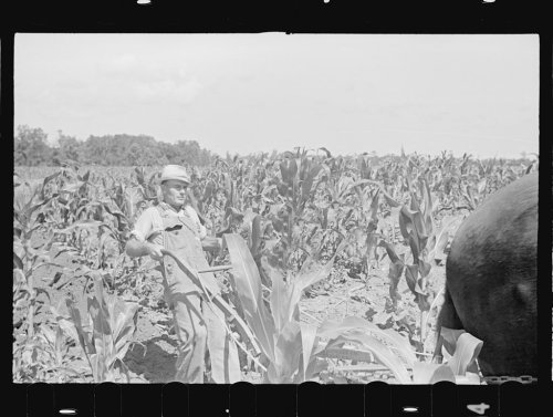 James McDuffie In Cornfield Irwinville Farms GA Photo Arthur Rothstein Courtesy Library of Congress Irwinville Farms Website