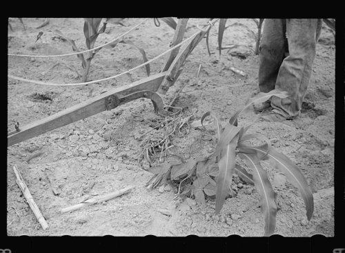 James McDuffie Plowing at Irwinville Farms GA Photo Arthur Rothstein Courtesy Library of Congerss Irwinville Farms Website
