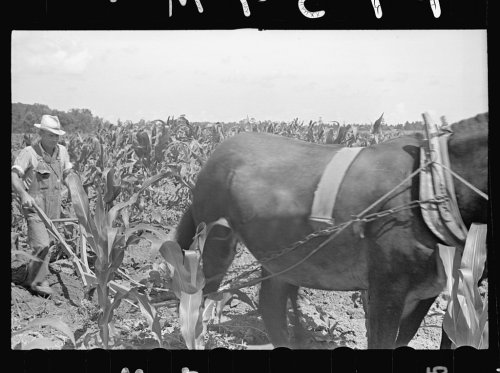 James McDuffie Plowing Cornfield Irwinville Farms GA Photo Arthur Rothstein Courtesy Library of Congress Irwinville Farms Website