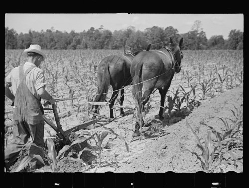 James McDuffie Plowing His Cornfield at Irwinville Farms GA Photo Arthur Rothstein Courtesy Library of Congress Irwinville Farms Website