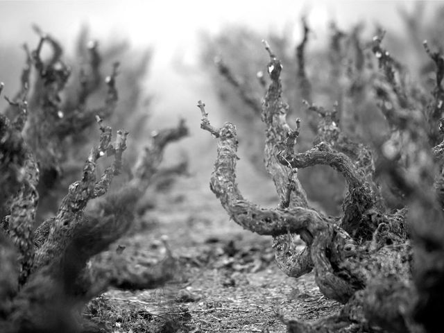 Garnachas históricas: viaje a la uva de la que todos hablan