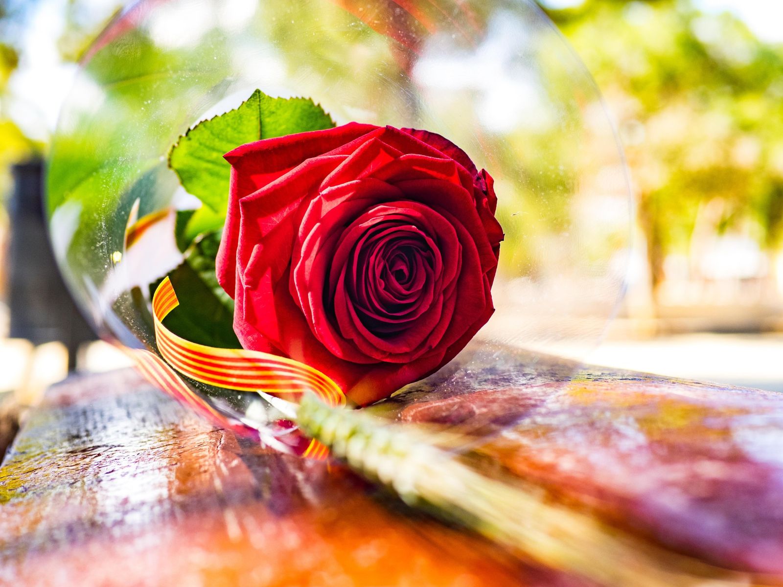 Sant Jordi 2026: todas las actividades para celebrar el día del libro y la rosa en Barcelona