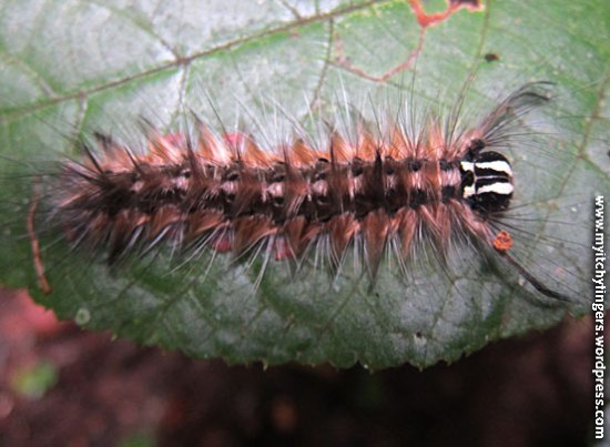 caterpillar