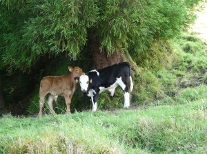 Imported Cow culture under endemic juniper tree .Each island produces tasty cheese for export.