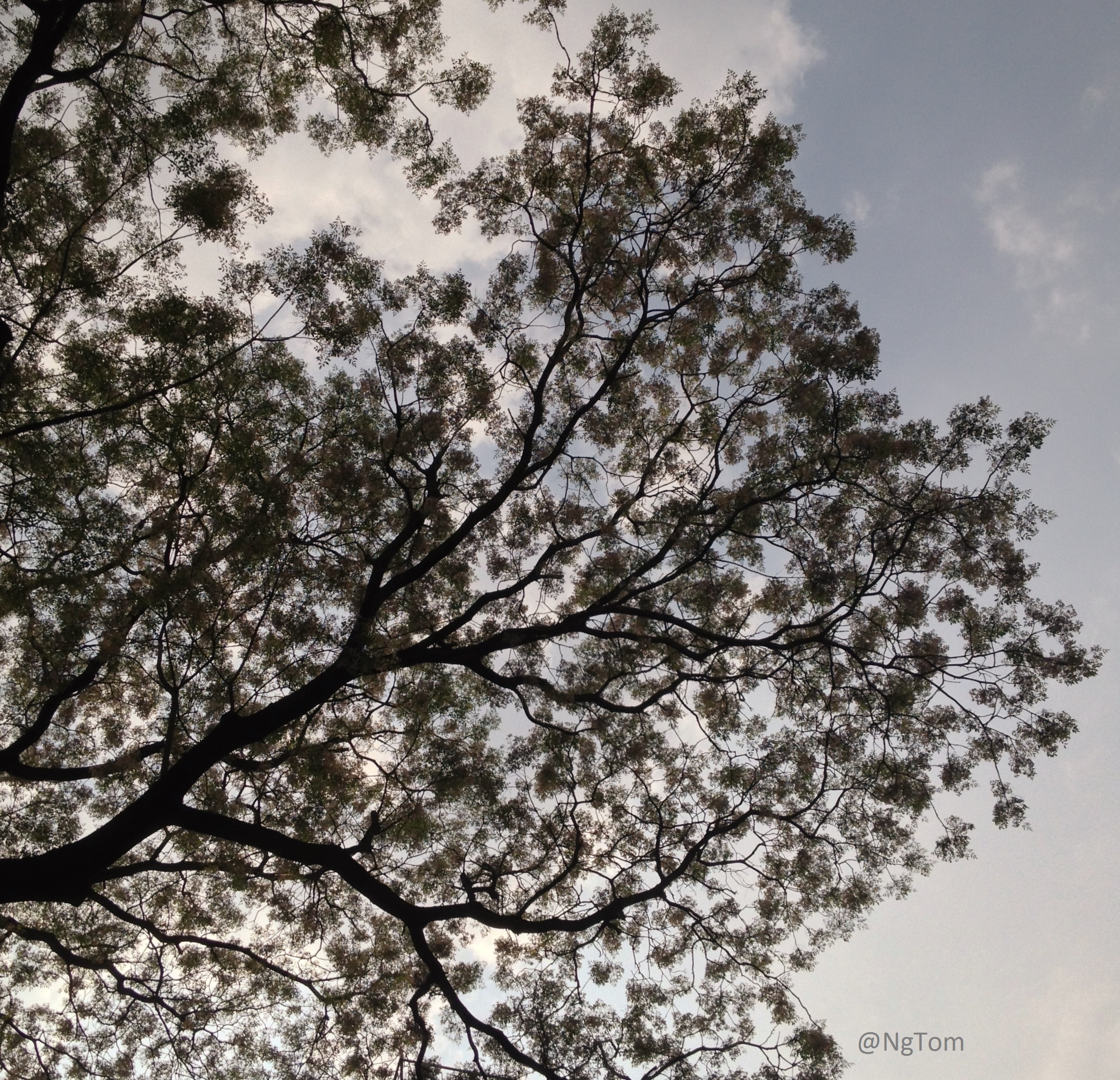 The Independent tree