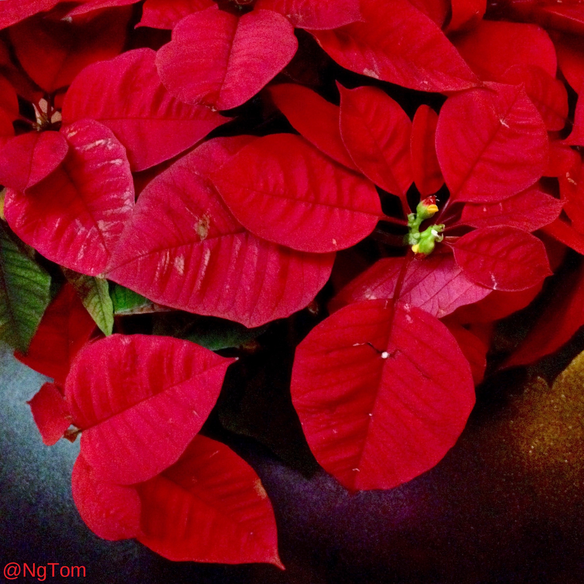 christmasredleaves