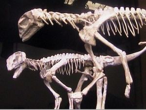 Museo Scienze Naturali