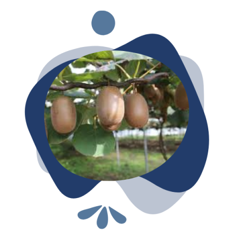 Biopesticida para el control de plagas del kiwi