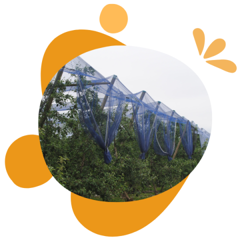 Mallas Fotoselectividad Combinada