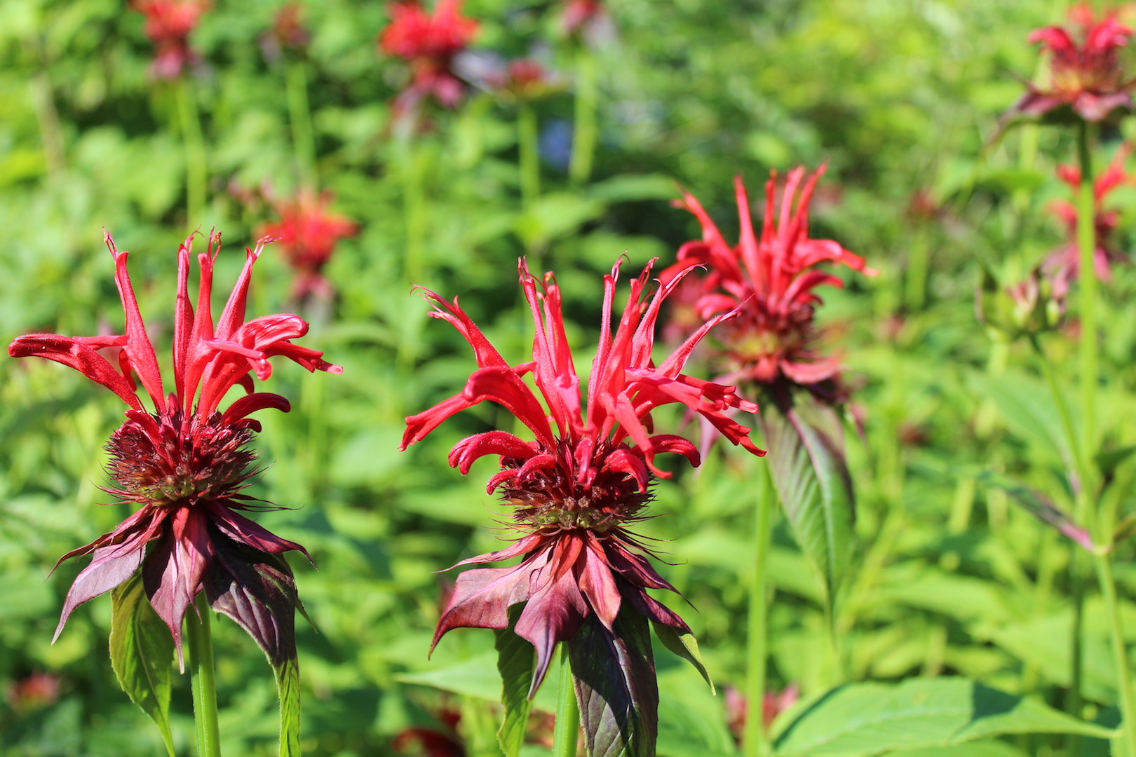 Cultivated bee balm with it's striking red color.
