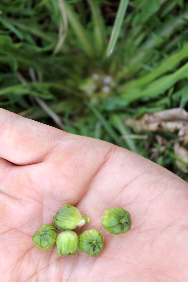Harvesting Dandelion Buds for Capers