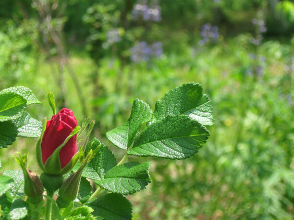 wild rose bud