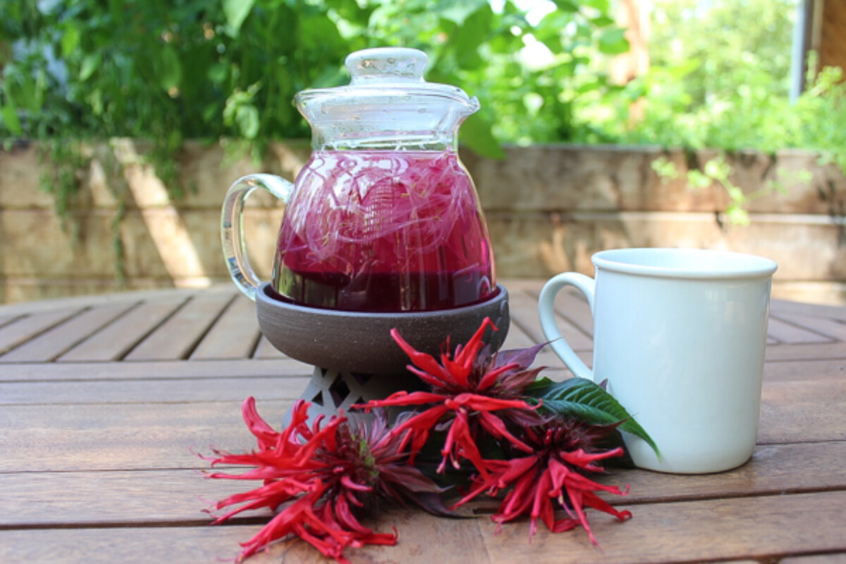 Bee Balm Tea