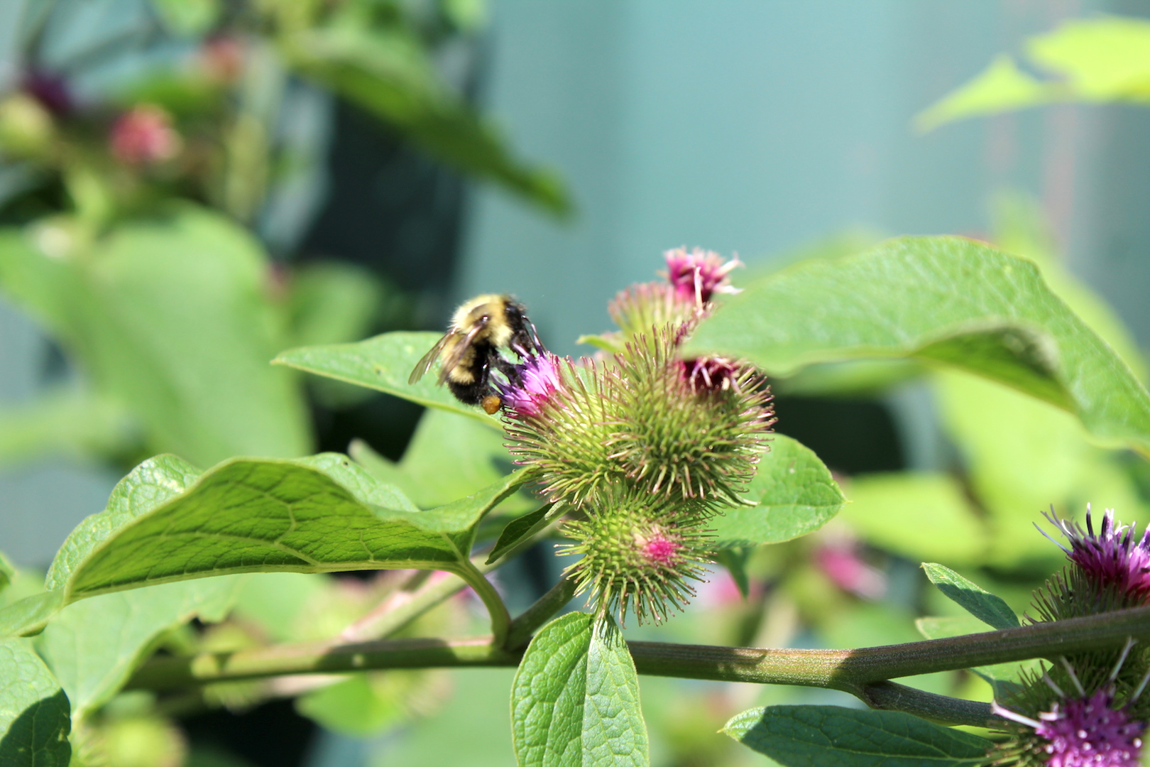 Wild native bee visiting burdock flowers