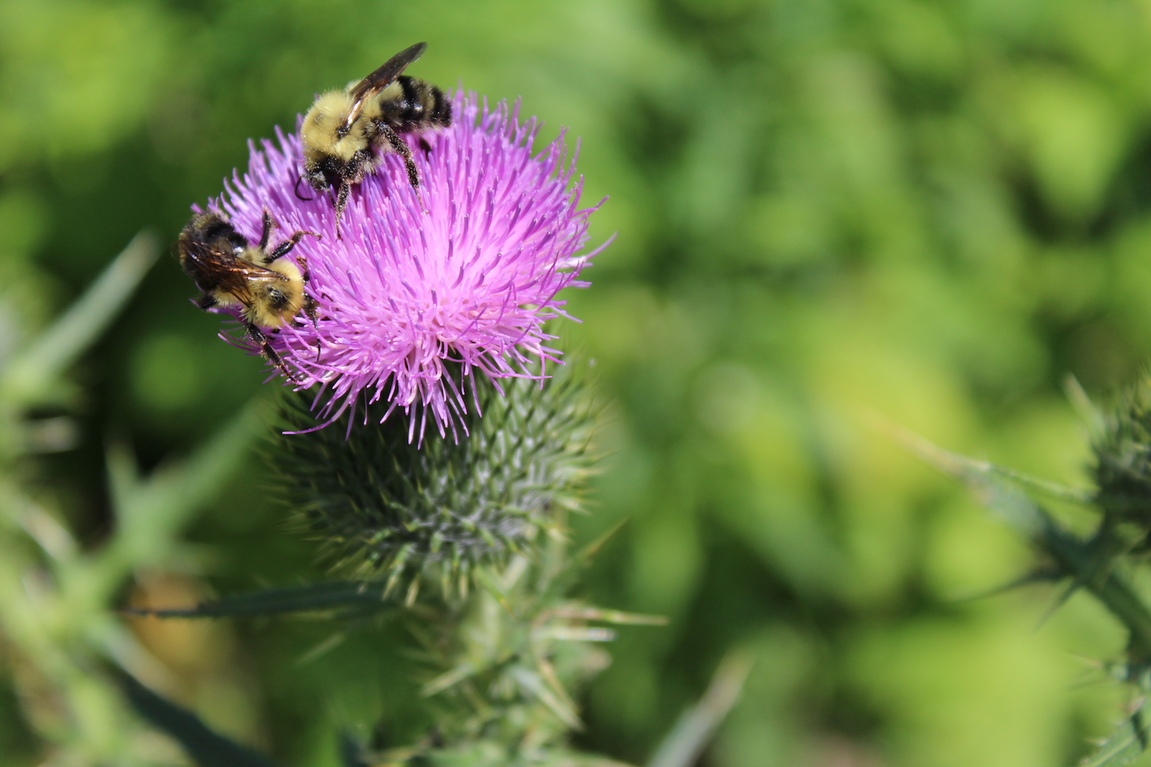 bees foraging thistle