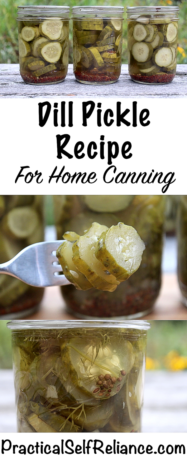 Dill Pickle Recipe for Canning ~ Safely Preserve Dill Pickles at Home #pickles #dillpickles #recipe #pickling #canning #foodpreservation #homesteading #selfsufficiency #prepper