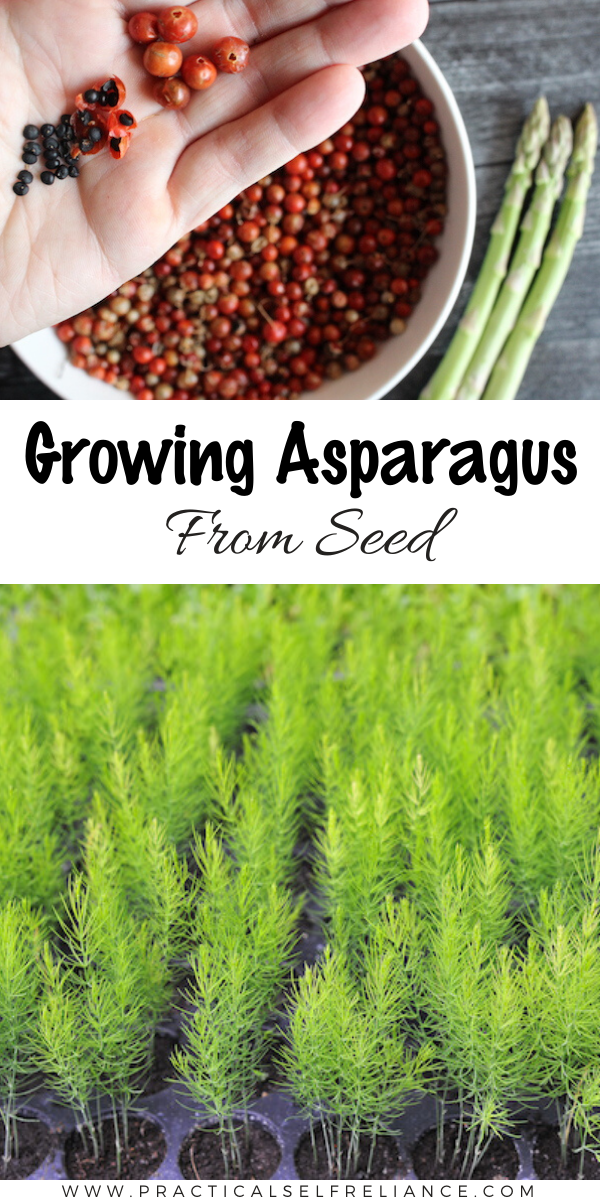 Growing Asparagus from Seed