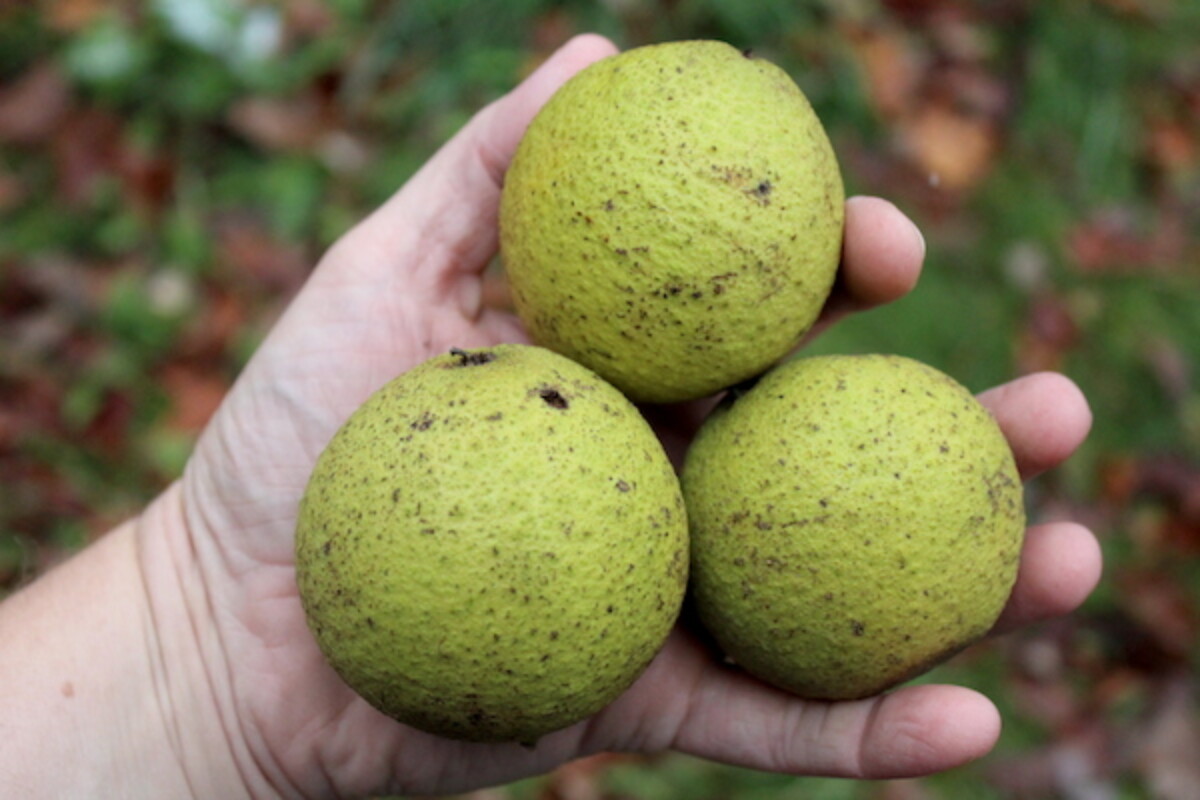 Black Walnuts in Hulls