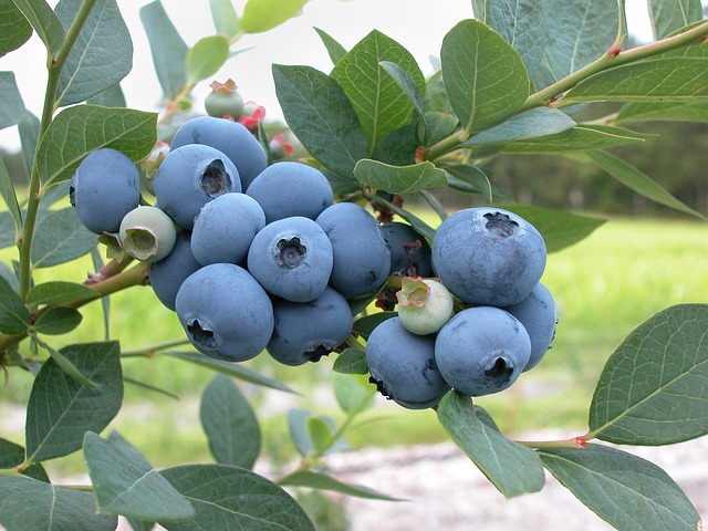 Backyard Blueberry Bush Propagation
