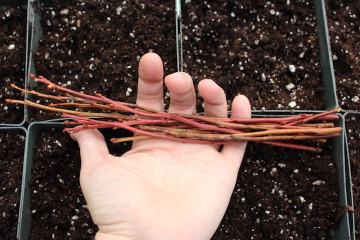 Dormant Hardwood cuttings for Propagating Blueberries 
