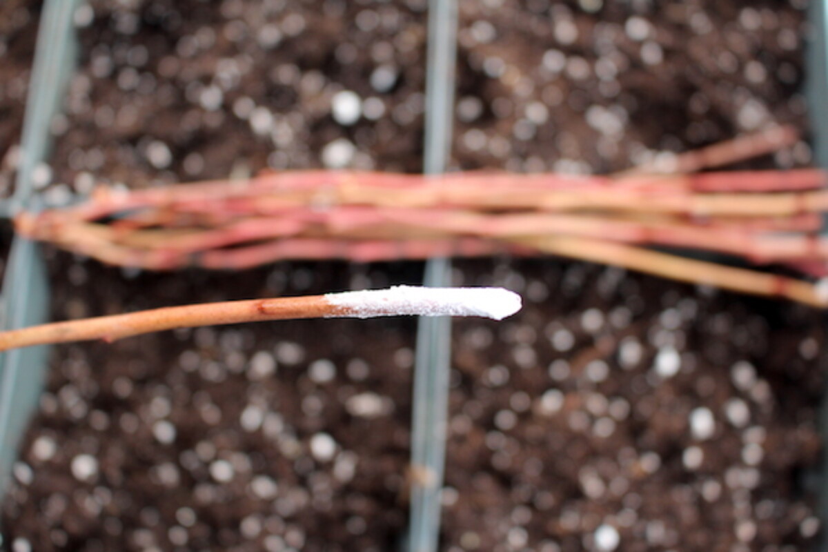 Propagating Blueberries with Rooting Hormone