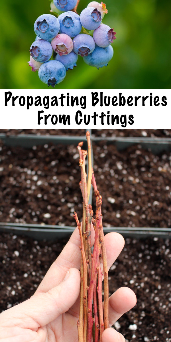 Propagating Blueberries from Cuttings ~ Buying blueberry plants from a nursery can be expensive, but with a little patience you can propagate your own blueberry plants from cuttings and grow a huge blueberry patch for a fraction of the cost. #blueberries #permaculture #orchard #selfsufficiency #howtogrow