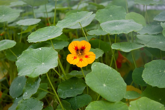 nasturtium Flower